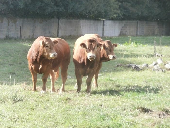 limousin  bulls