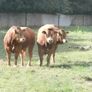 limousin  bulls Image 2