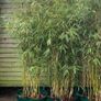 4 Evergreen Bamboo plants in pots. Image 2