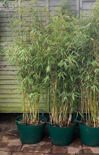 4 Evergreen Bamboo plants in pots.