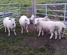 Organic hoggets