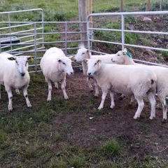 Organic hoggets