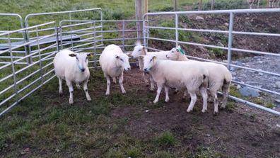 Organic hoggets