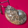 Fossilized prehistoric ammonite ,With display stand Image 4