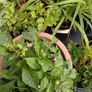 Plants & Pots 10 euro each Image 3