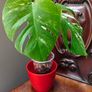 No.68 Monstera Albo Image 9