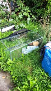fish tank with crack