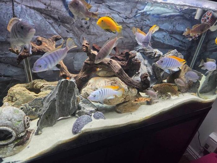 200L Fish Tank + cichlids + fish + stand