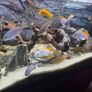 200L Fish Tank + cichlids + fish + stand Image 7