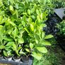 Laurel Hedging Image 3