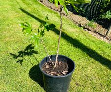 Beautiful Established Fig Tree 3ft Tall in Large Container