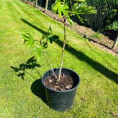 Beautiful Established Fig Tree 3ft Tall in Large Container