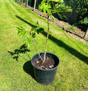 Beautiful Established Fig Tree 3ft Tall in Large Container