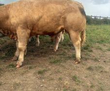 8 super bull weanlings