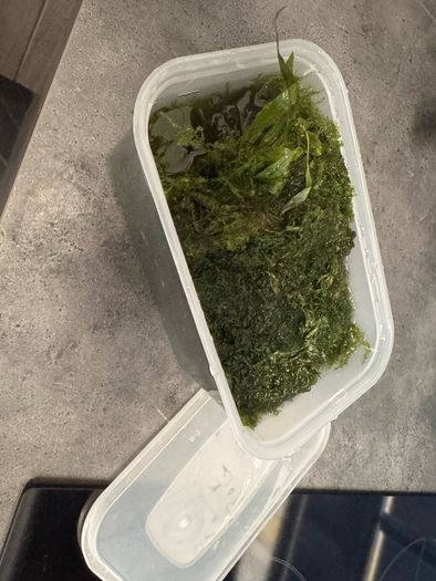 Java & Christmas Moss Mix