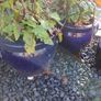 Plants and Glazed pots Image 5