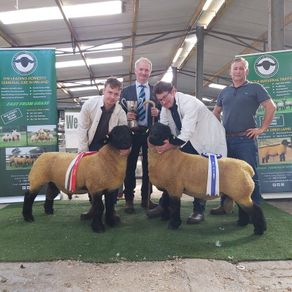 Genuine Suffolk Rams Athenry Sale