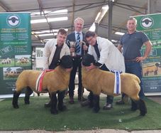 Genuine Suffolk Rams Athenry Sale