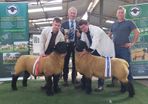 Ballina October Ram Sale