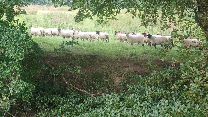 65 Suffolk x and x-bred hoggetts for Manorhamilton