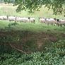 65 Suffolk x and x-bred hoggetts for Manorhamilton Image 5