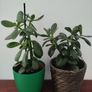 Jade plant Image 5