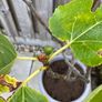 Fig tree in pot Image 3