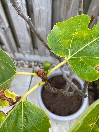 Fig tree in pot