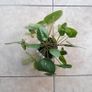 Chinese Money Plants - Pilea peperomioides Image 7