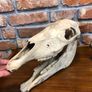 vintage horse skull Image 7