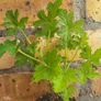 Geranium  lemon. Scented plant. Image 3