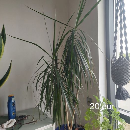 Plants