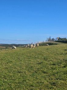 Hoggets