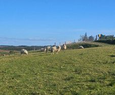 Hoggets