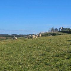 Hoggets