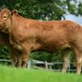 Limousin Sale of Heifers Image 6