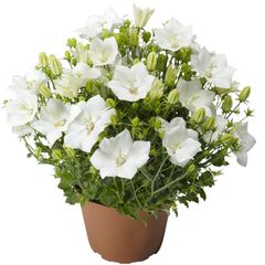 (C) Campanula Bellflower Pristar F1 seeds (15s) (431991)