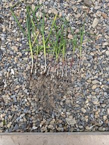 garlic plant