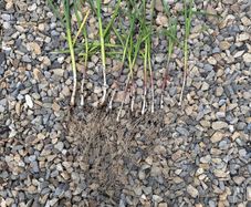garlic plant