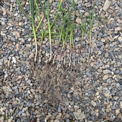 garlic plant
