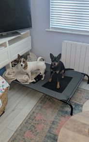 Large raised dog bed