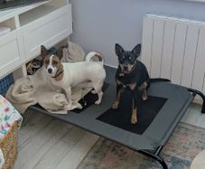 Large raised dog bed