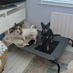 Large raised dog bed