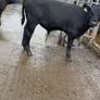Going To Cashel Mart 12th September Image 7