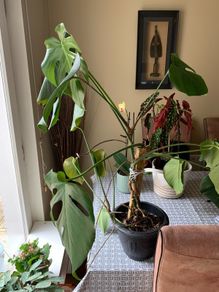 Monstera