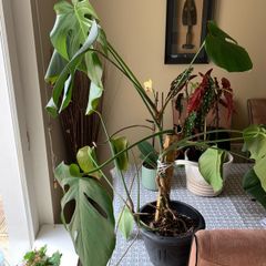 Monstera