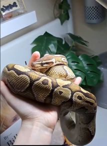 ball python with set up