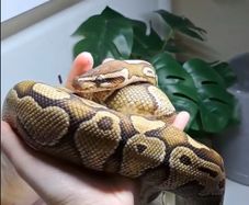 ball python with set up