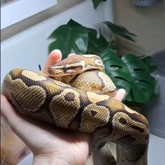 ball python with set up