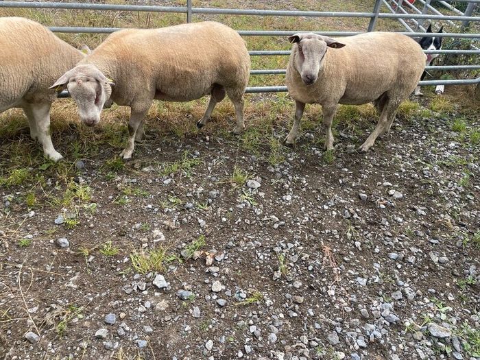 Charrolais x rouge ram
